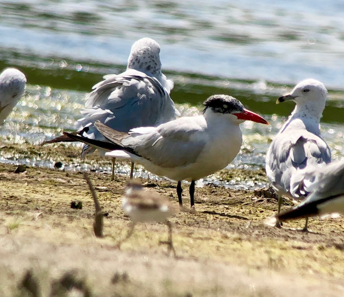 Caspian Tern - Cynthia Madsen