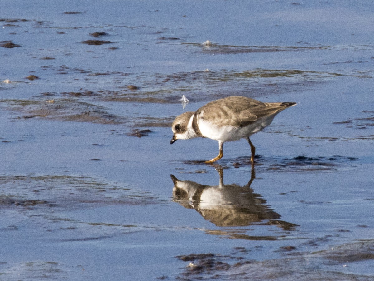 Semipalmated Plover - ML113308561
