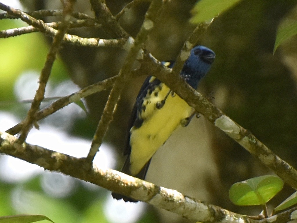 Turquoise Tanager - ML113309041