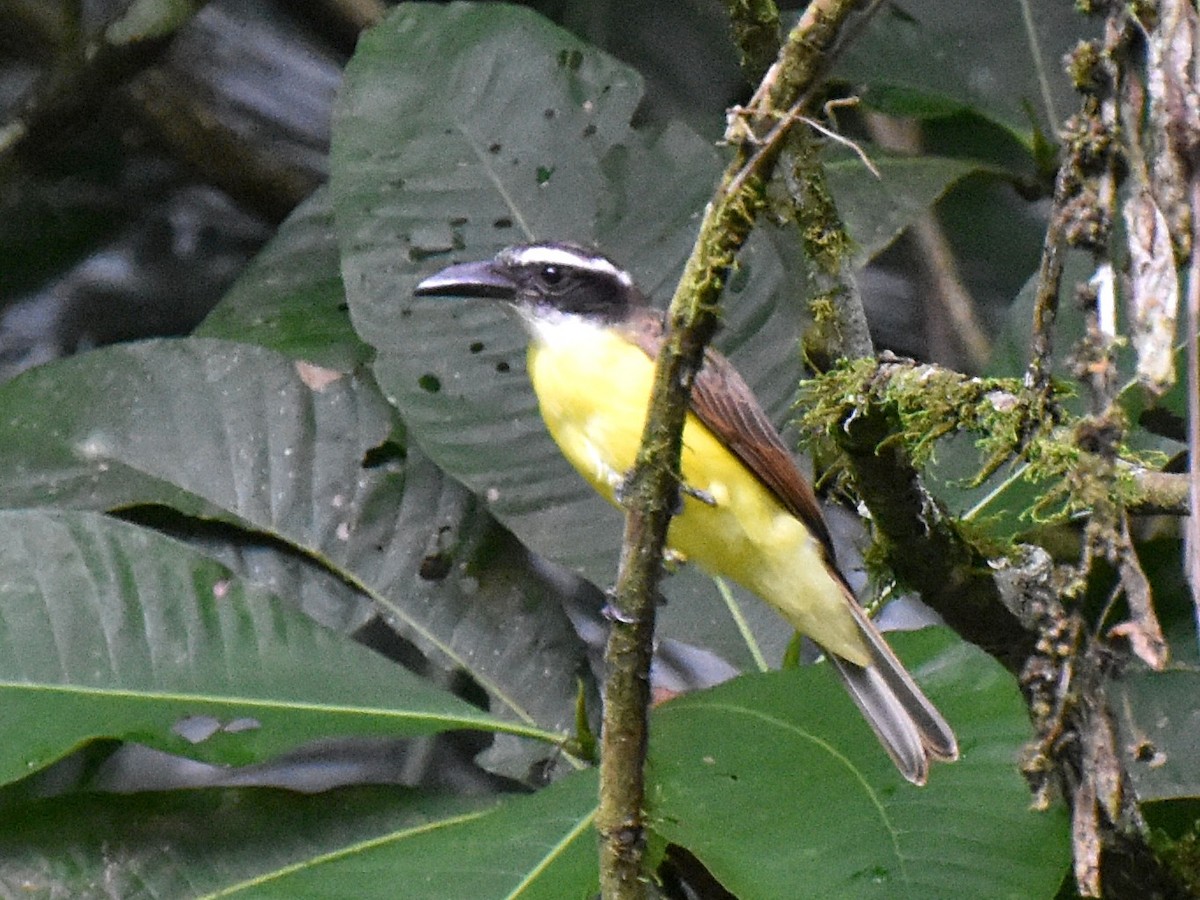 Boat-billed Flycatcher - ML113309071