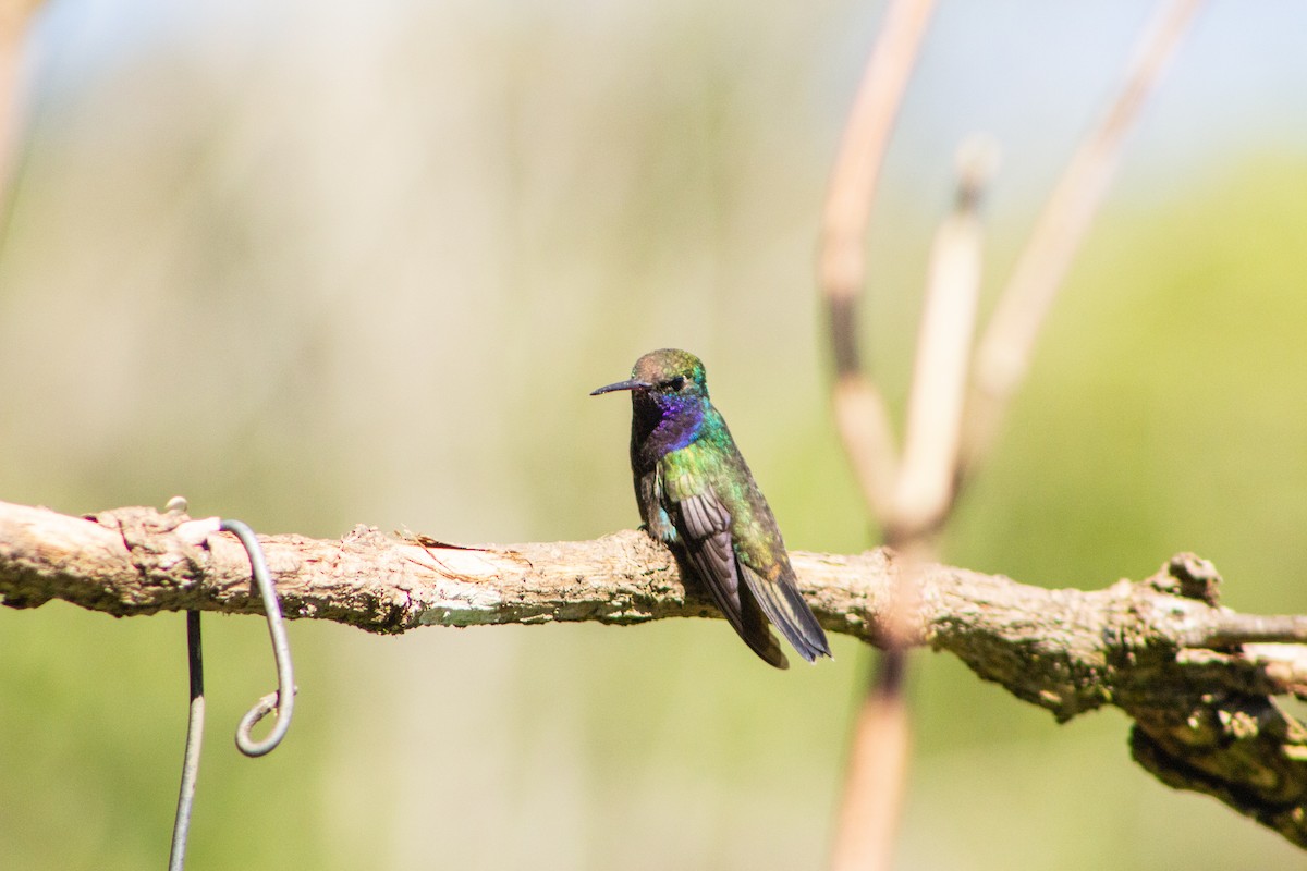 Sapphire-spangled Emerald - ML113310271