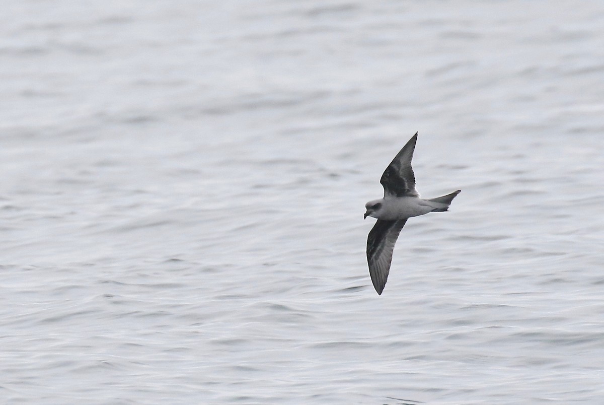 Fork-tailed Storm-Petrel - ML113311091