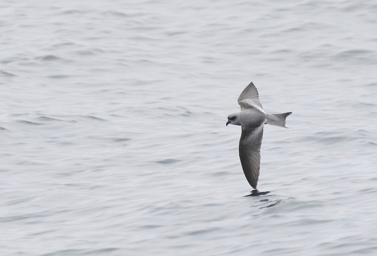 Fork-tailed Storm-Petrel - ML113311521