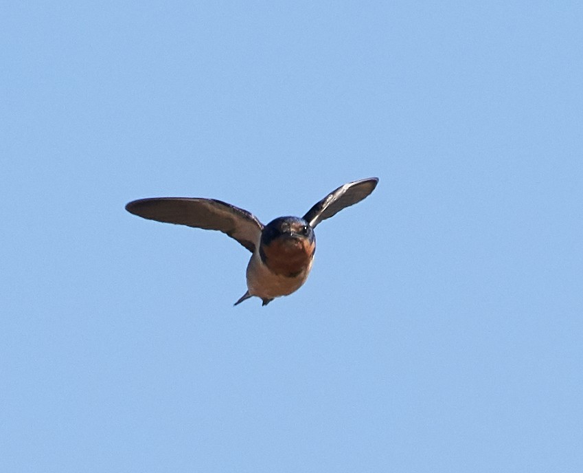 Barn Swallow - ML113311561