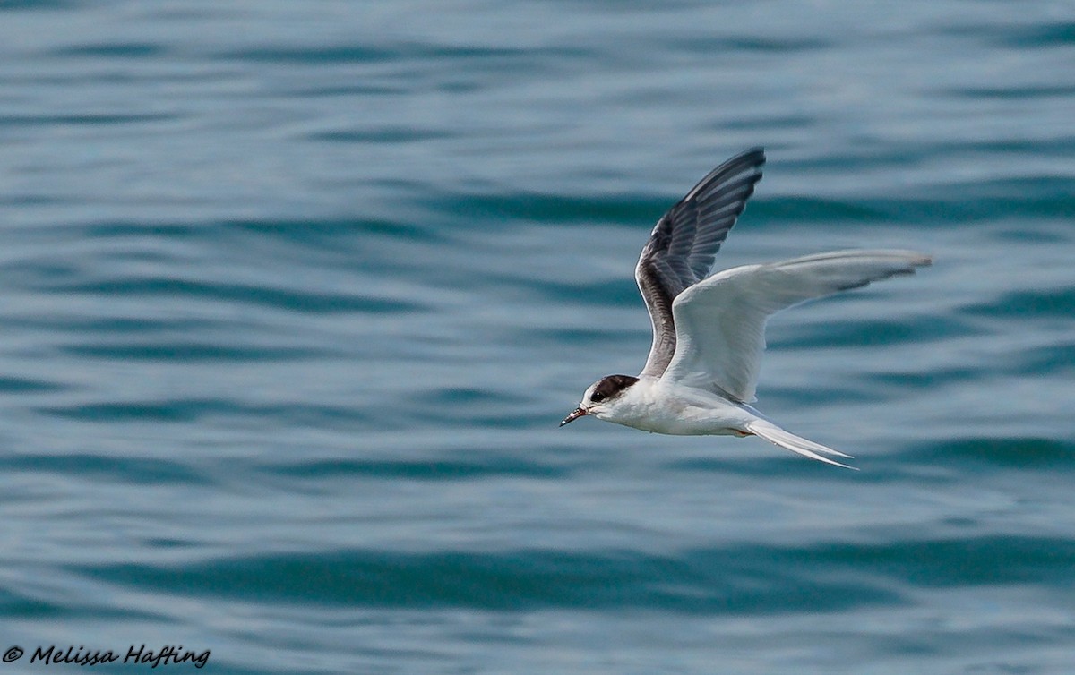 Arctic Tern - ML113311831