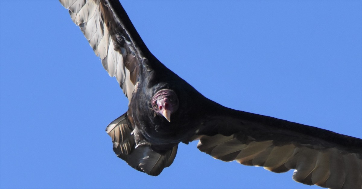 Turkey Vulture - Chris Rohrer