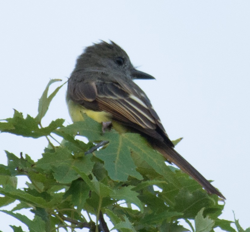 Great Crested Flycatcher - ML113312921