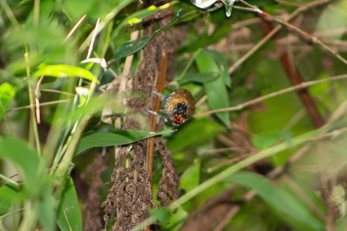 Ochre-collared Piculet - ML113313201