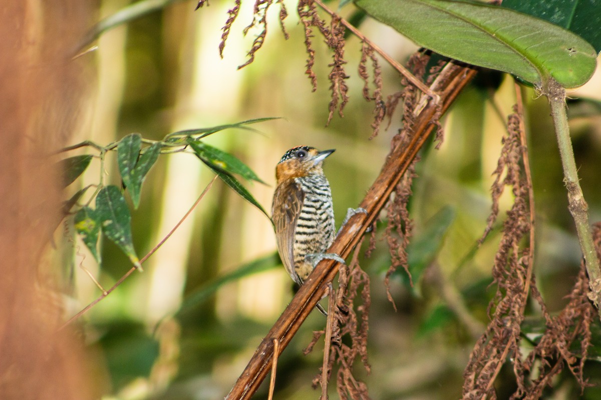 Ochre-collared Piculet - Bruno Arantes de Andrade Bueno