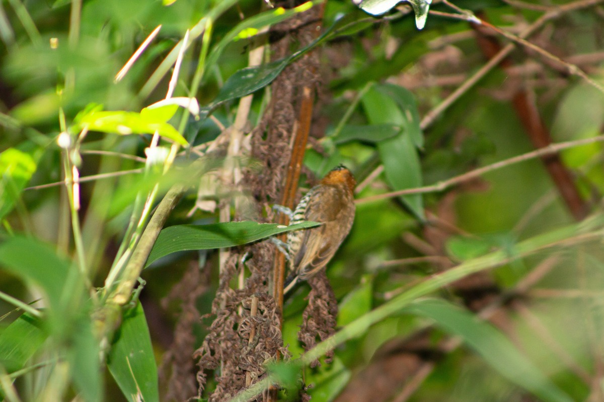 Carpinterito Cuellicanela - ML113313271