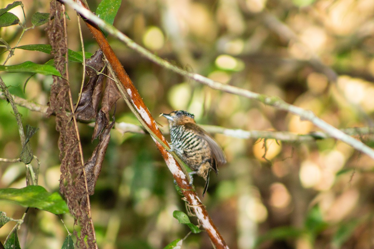 Ochre-collared Piculet - Bruno Arantes de Andrade Bueno