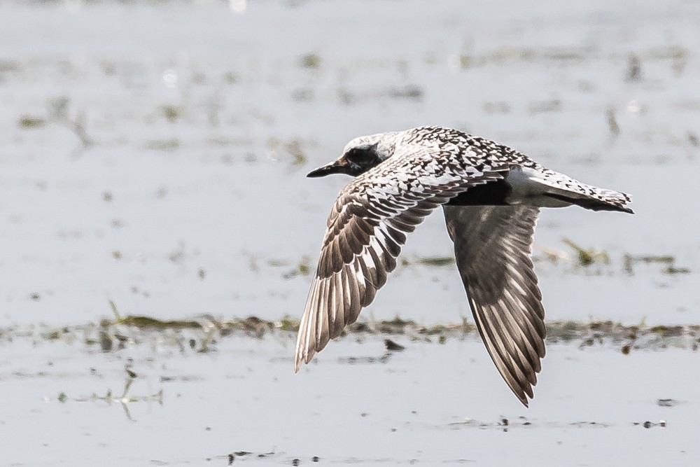 Black-bellied Plover - Jean-Guy Papineau