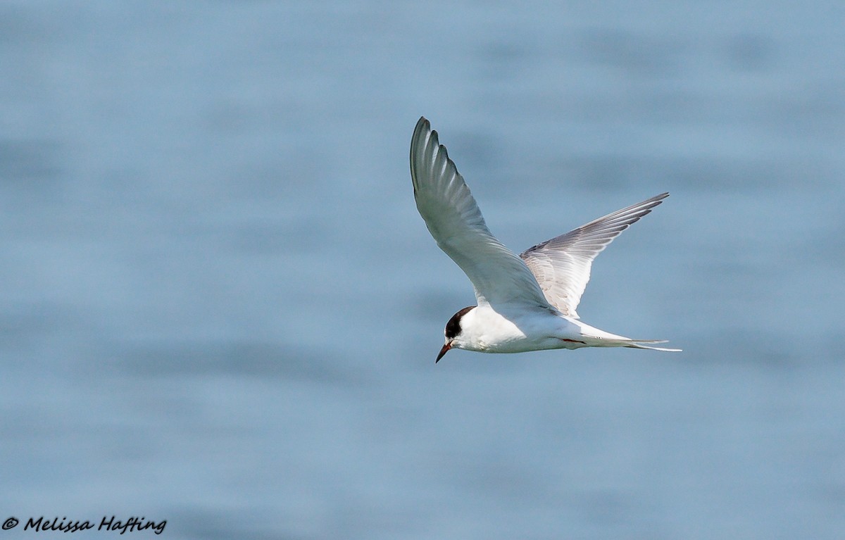 Arctic Tern - ML113314911