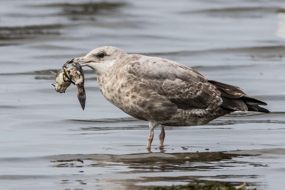 Herring Gull - Jean-Guy Papineau