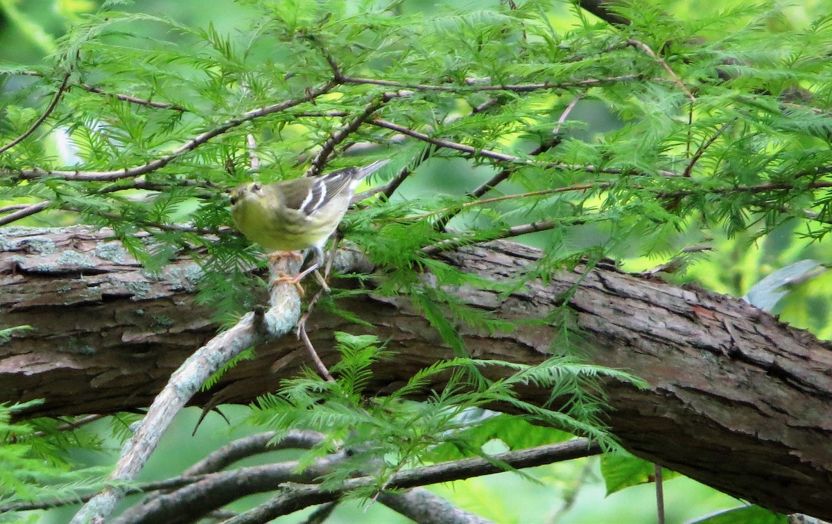 Streifenwaldsänger - ML113317821