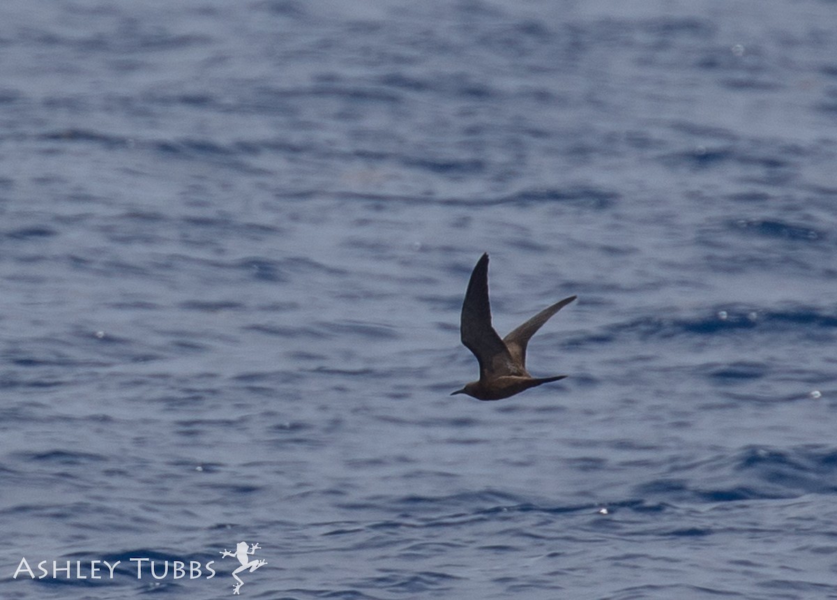 Brown Noddy - ML113319061