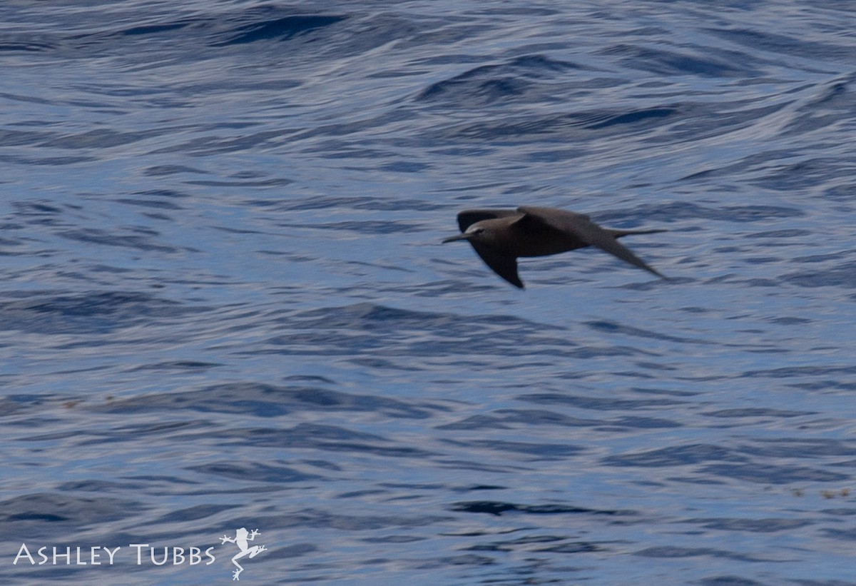 Brown Noddy - ML113319081