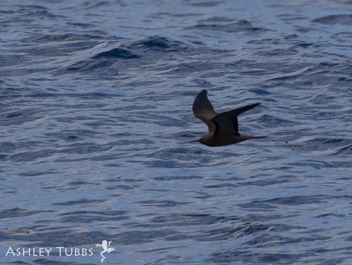 Brown Noddy - ML113319091