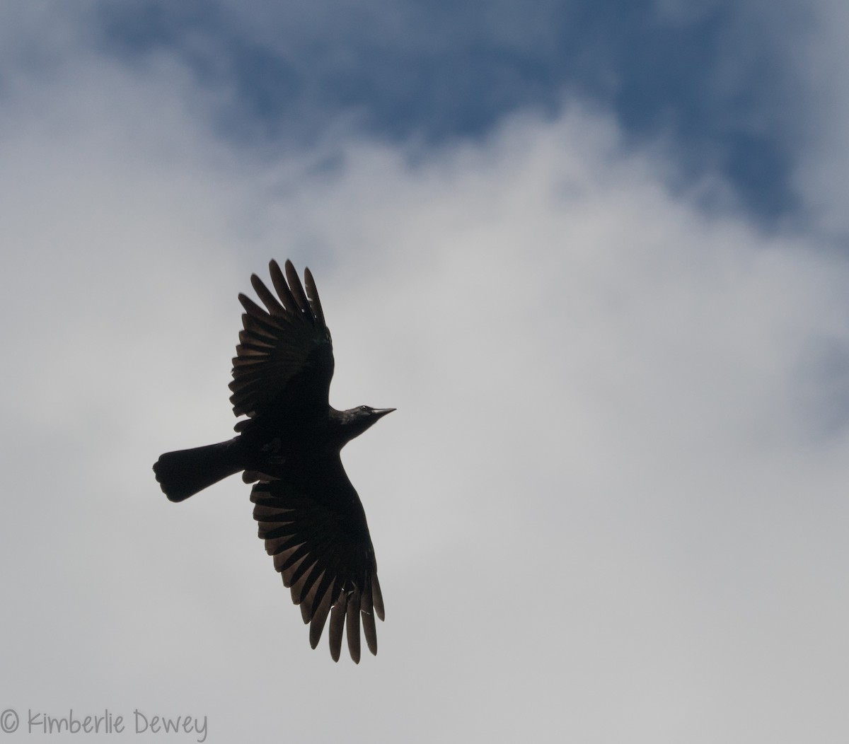 American Crow - ML113320281
