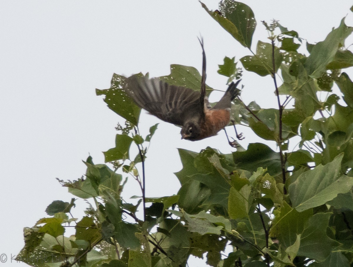American Robin - ML113320401
