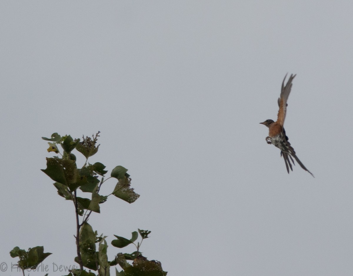 American Robin - Kimberlie Dewey