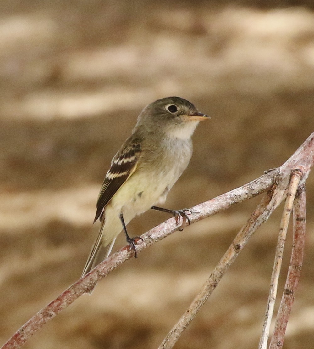 Least Flycatcher - ML113320571