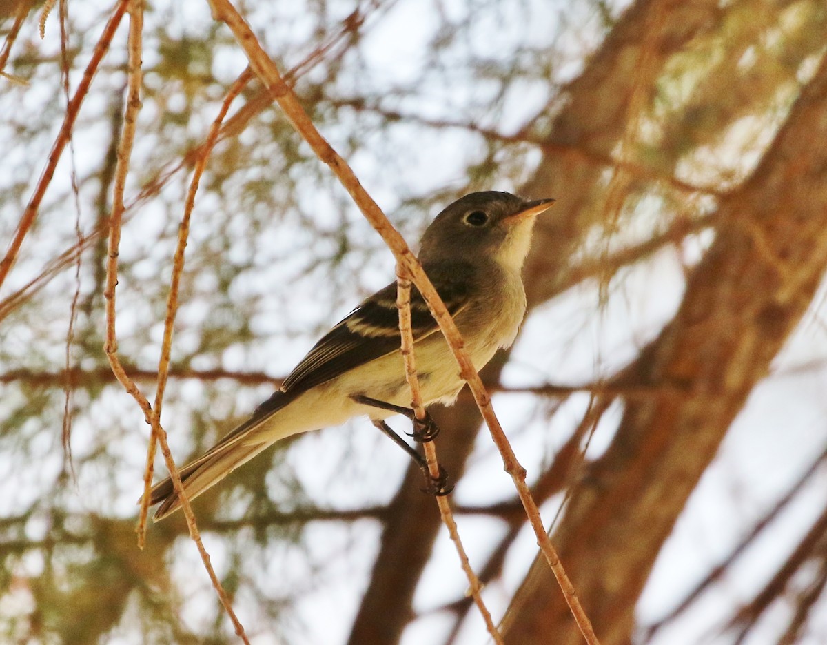 Least Flycatcher - ML113320611