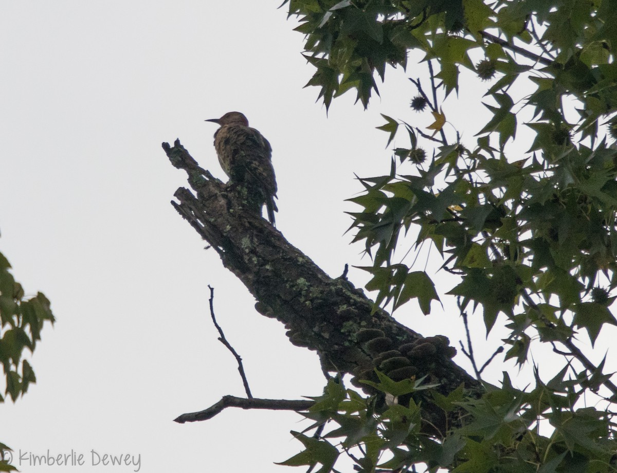 Northern Flicker - ML113320631