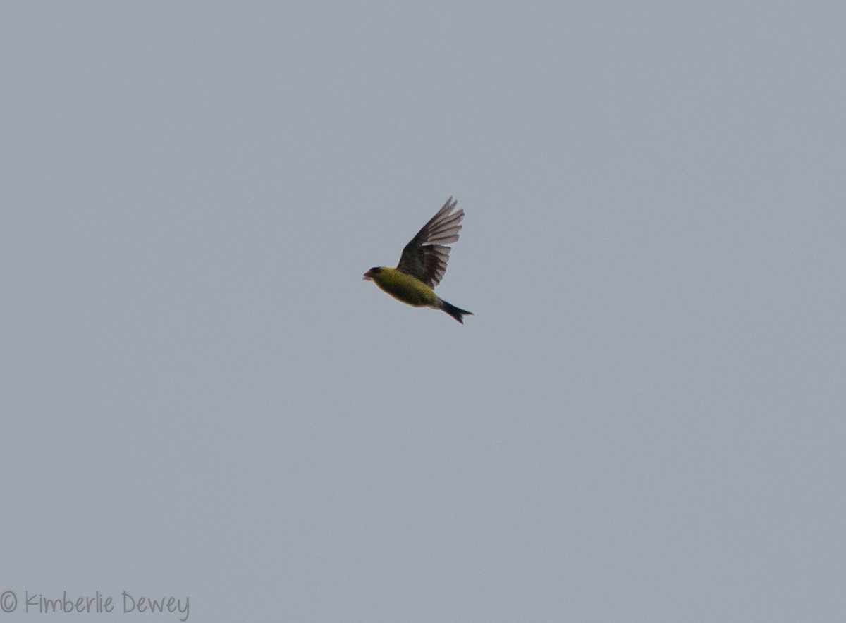 American Goldfinch - ML113320671