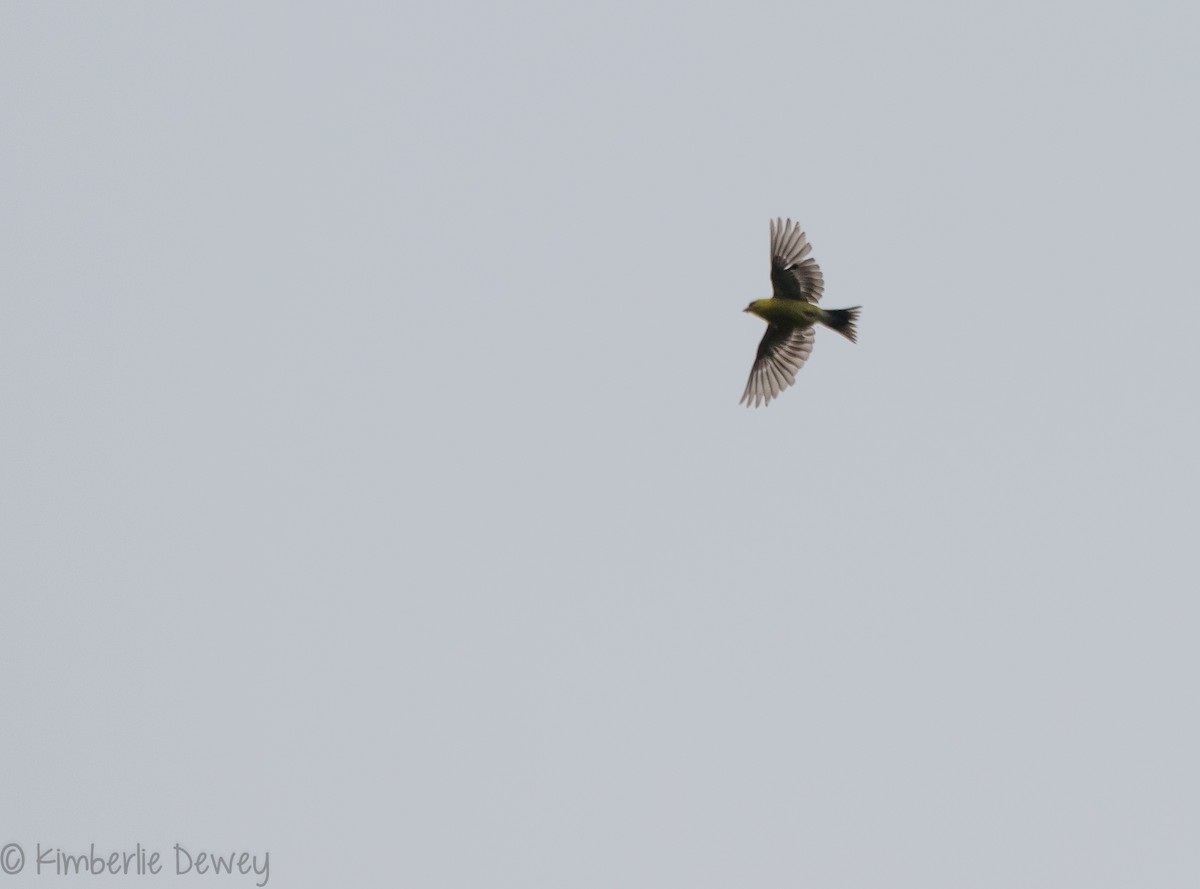 American Goldfinch - ML113320691