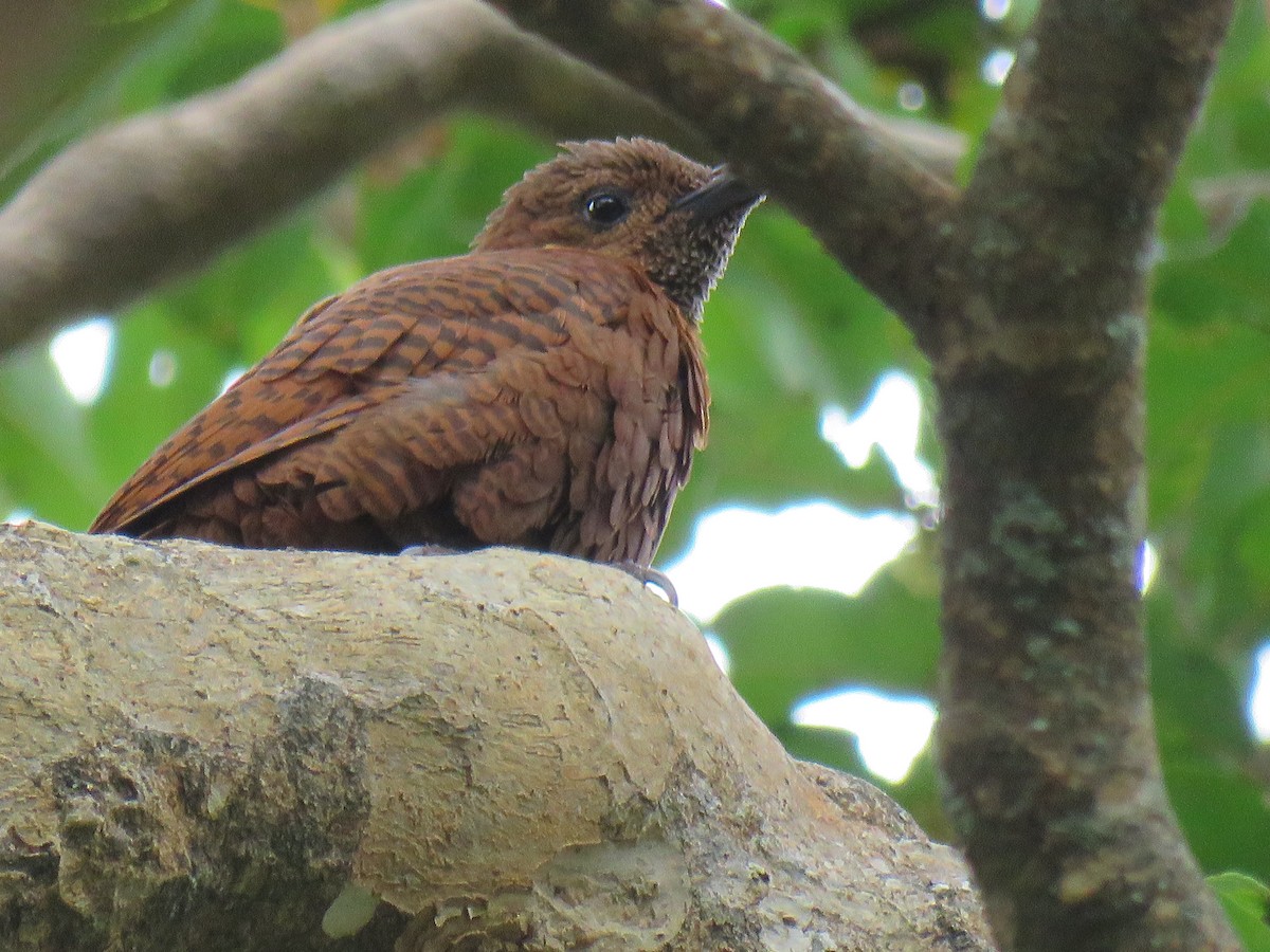 Rufous Woodpecker - Krishnamoorthy Muthirulan