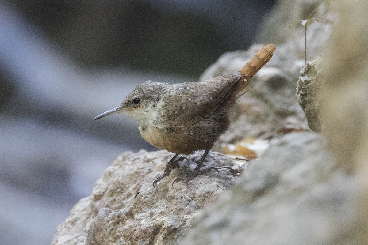 Canyon Wren - ML113321331