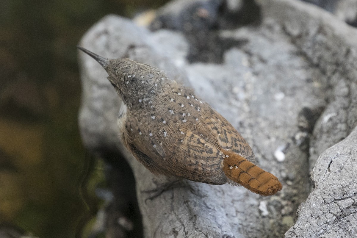 Canyon Wren - ML113321351