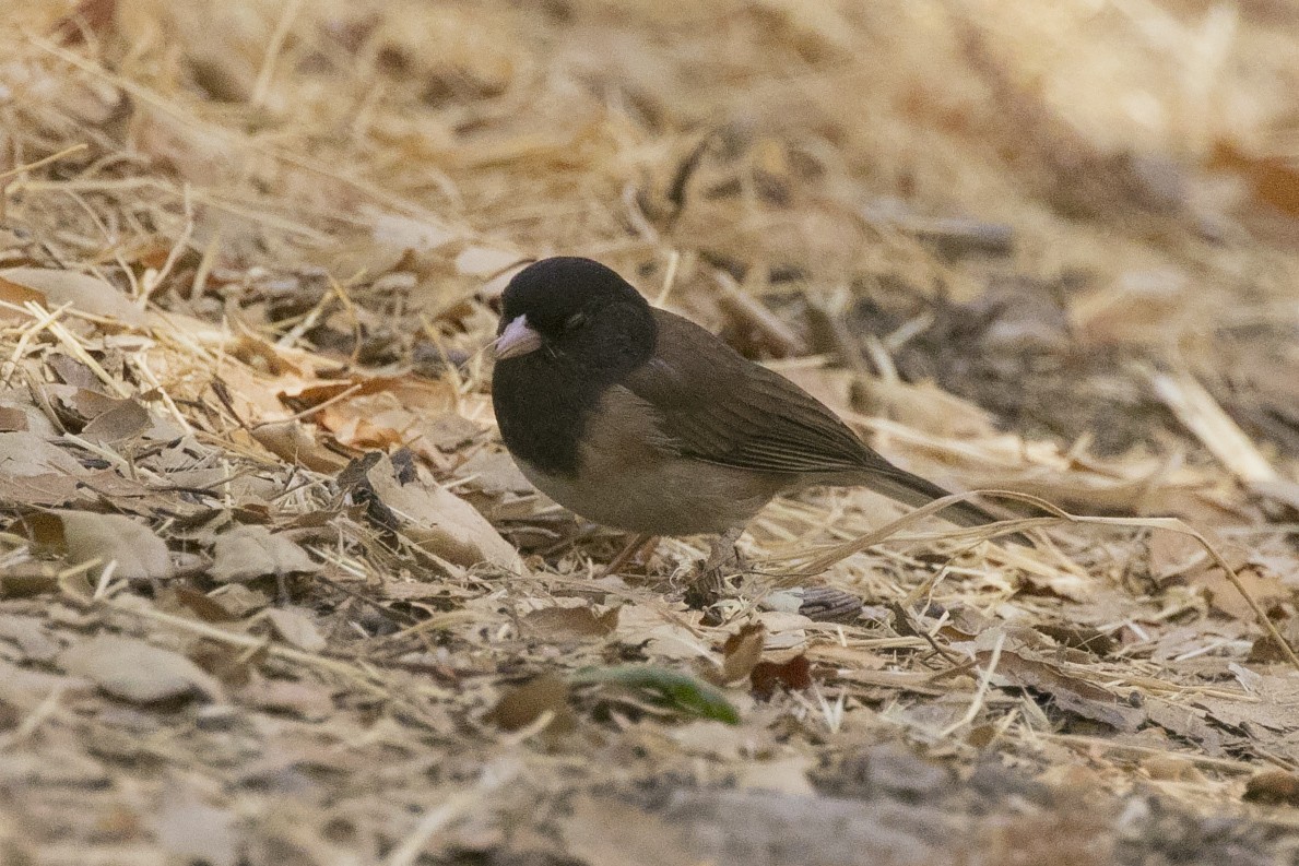 Dark-eyed Junco (Oregon) - ML113321721