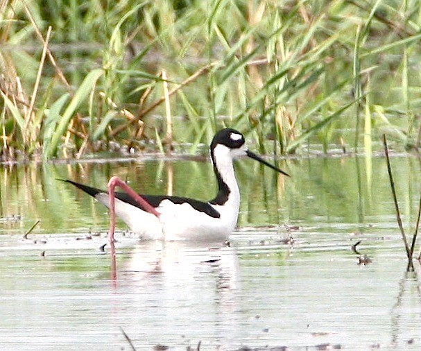 Black-necked Stilt - RJ Thompson
