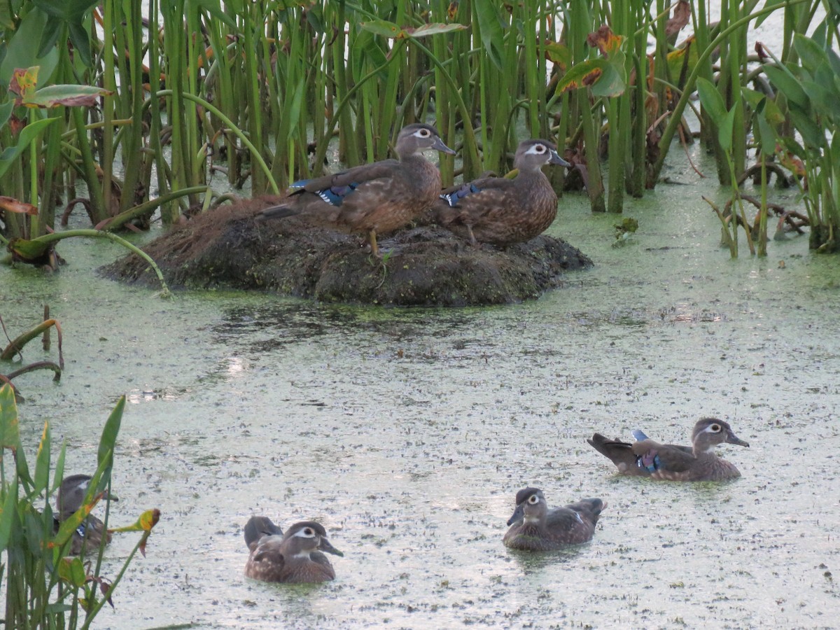 Wood Duck - ML113323991