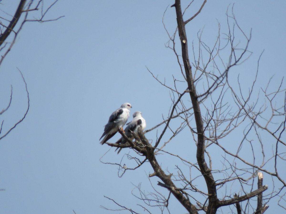White-tailed Kite - ML113324411