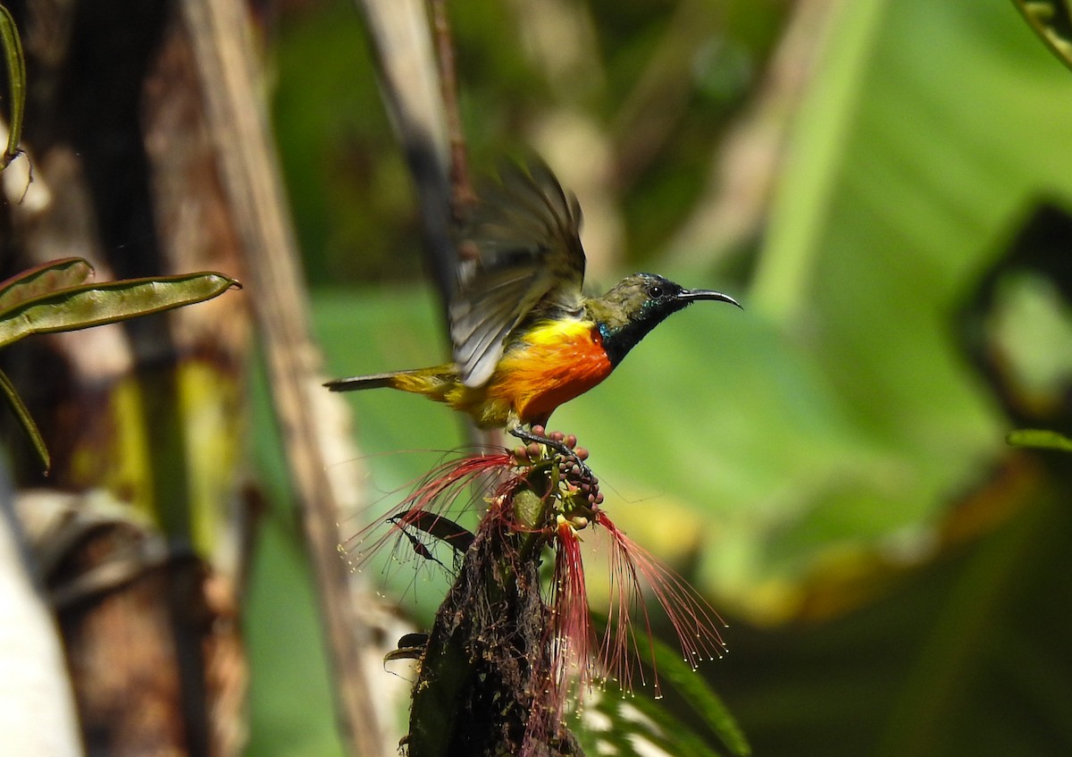 Flame-breasted Sunbird - ML113326431