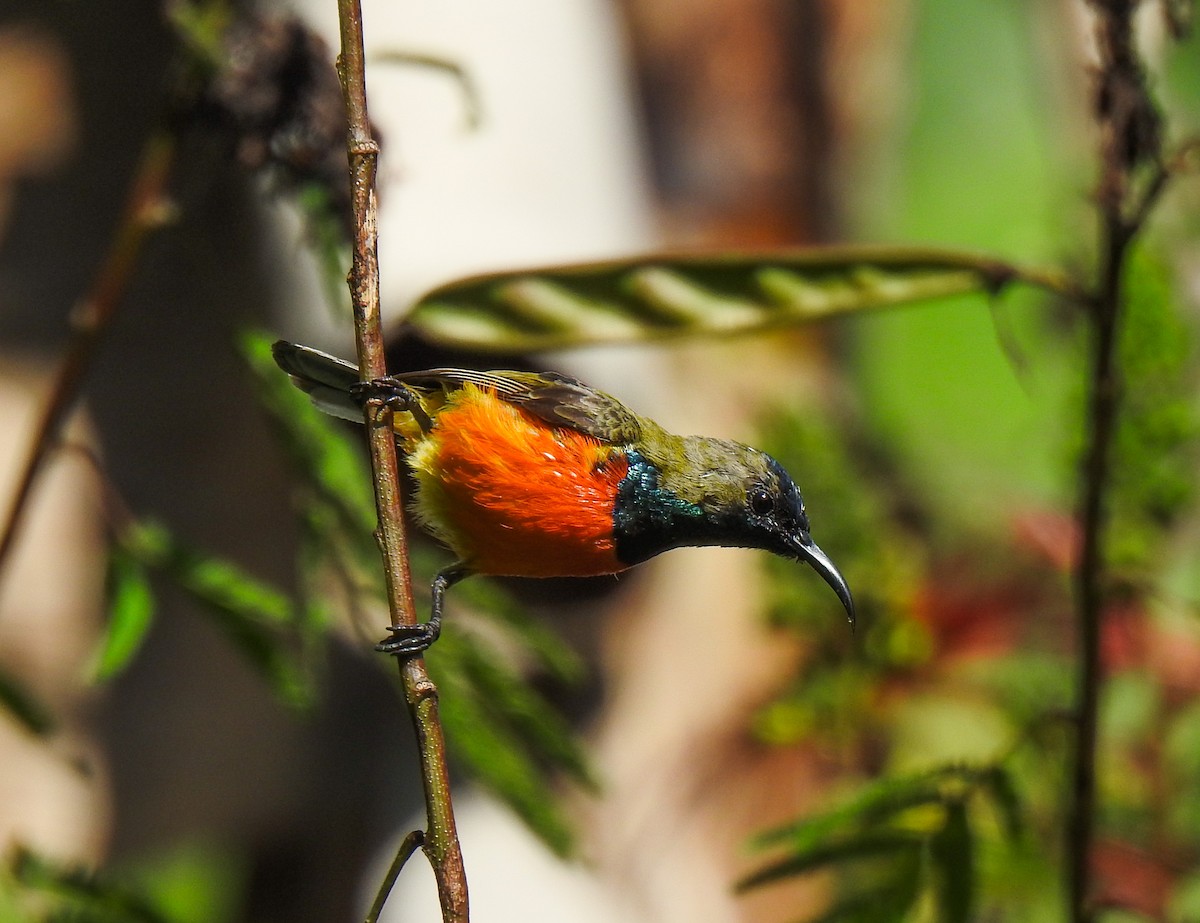 Flame-breasted Sunbird - ML113326451