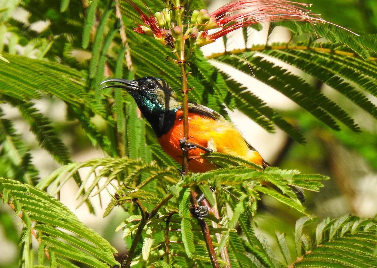 Flame-breasted Sunbird - Pam Rasmussen