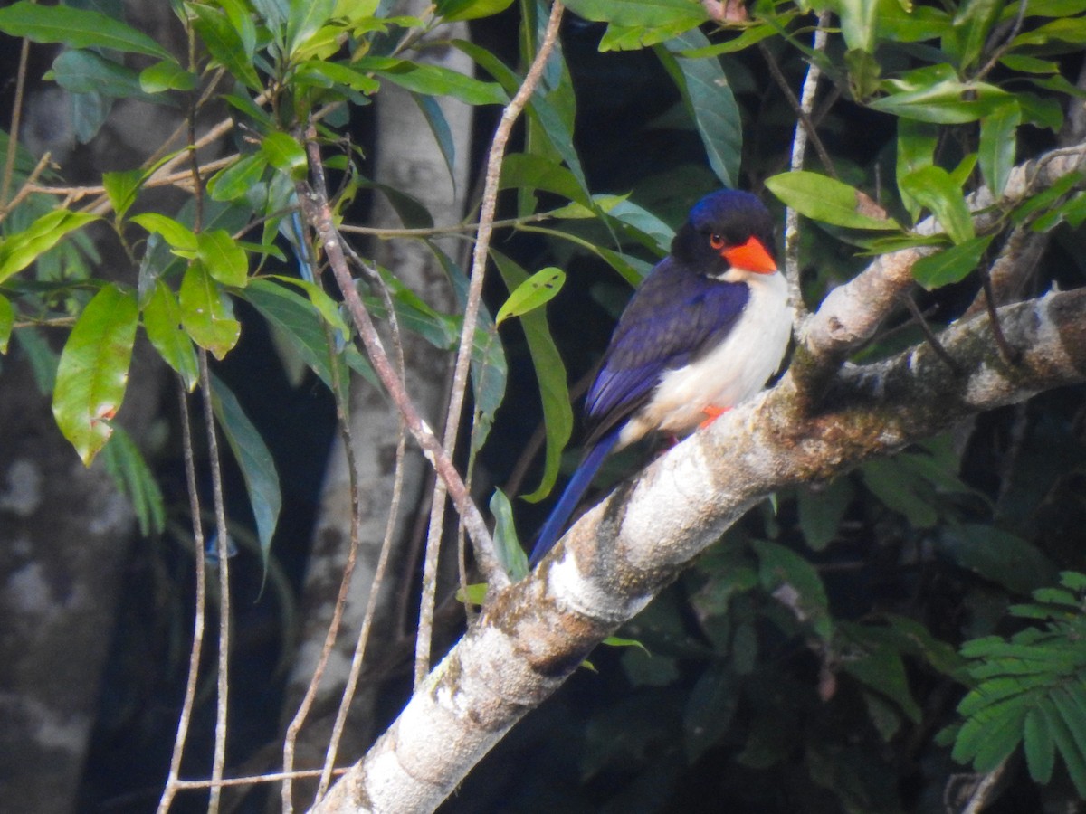 White-rumped Kingfisher - ML113326531