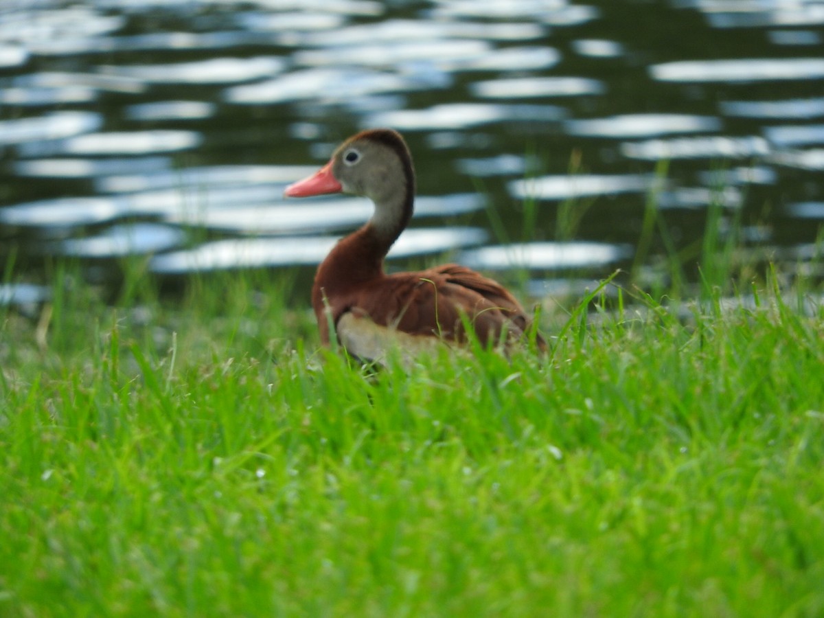 Dendrocygne à ventre noir - ML113328231