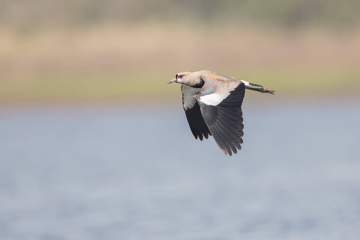 Southern Lapwing - ML113328721