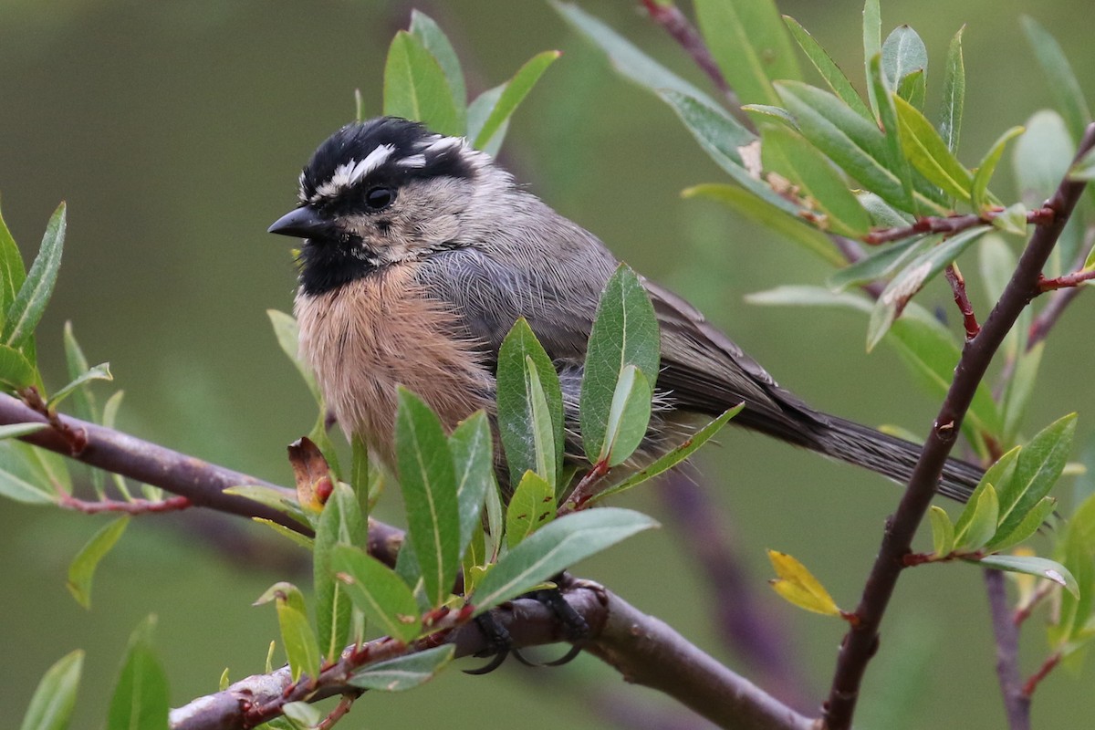 White-browed Tit - Dan Jones