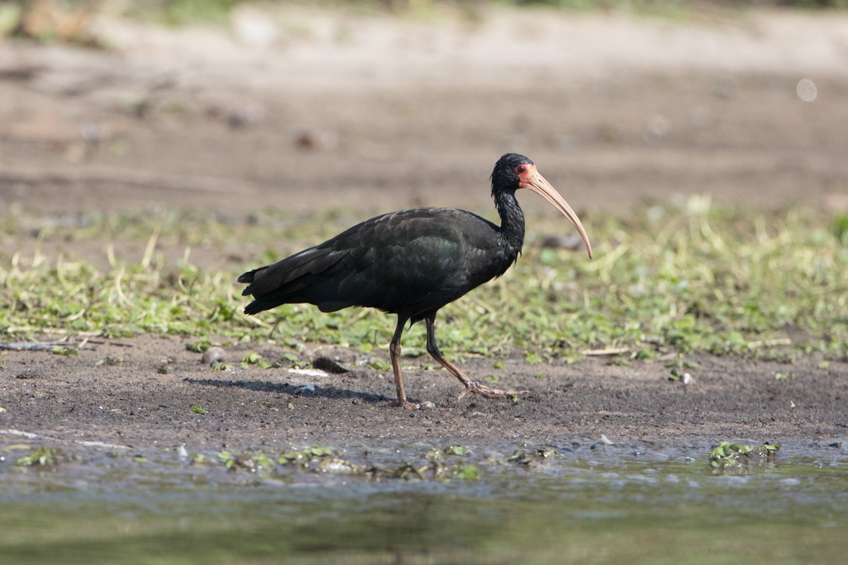 rødmaskeibis - ML113329181