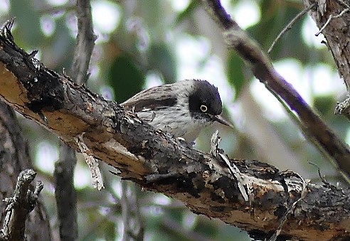 Varied Sittella - ML113330221