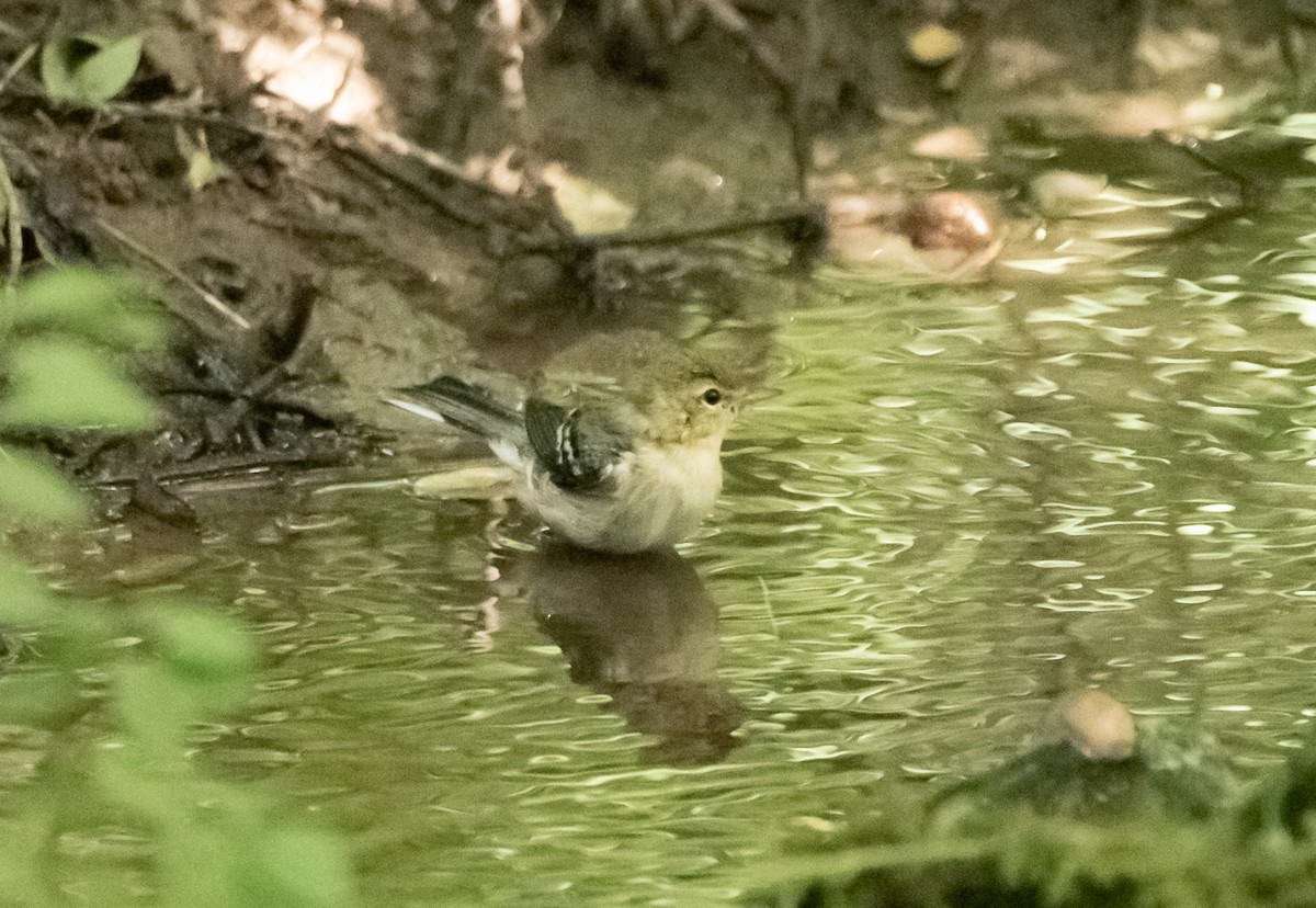 Bay-breasted Warbler - Marianne Taylor