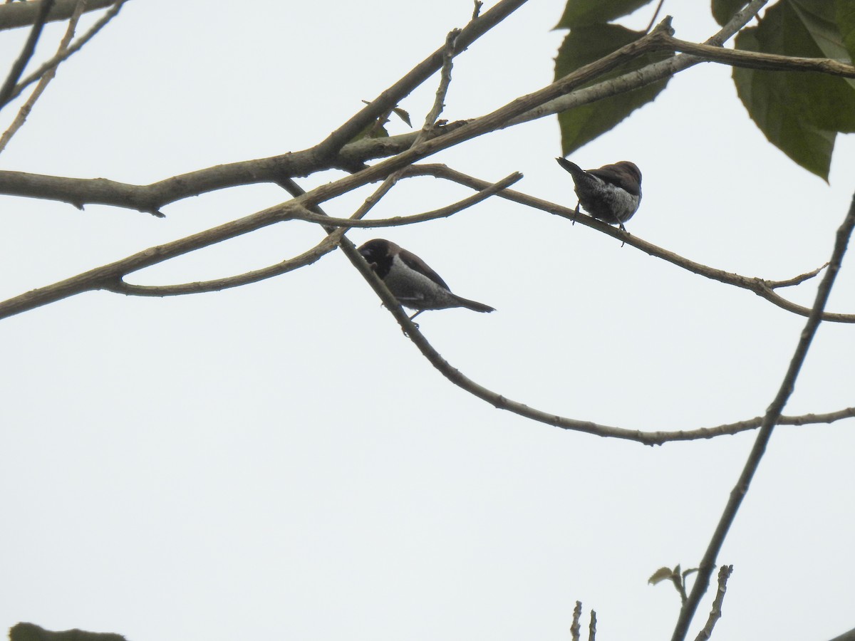 Black-faced Munia - ML113331811