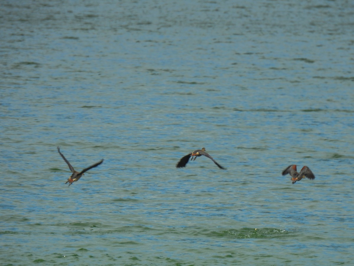 Wandering Whistling-Duck - ML113332031