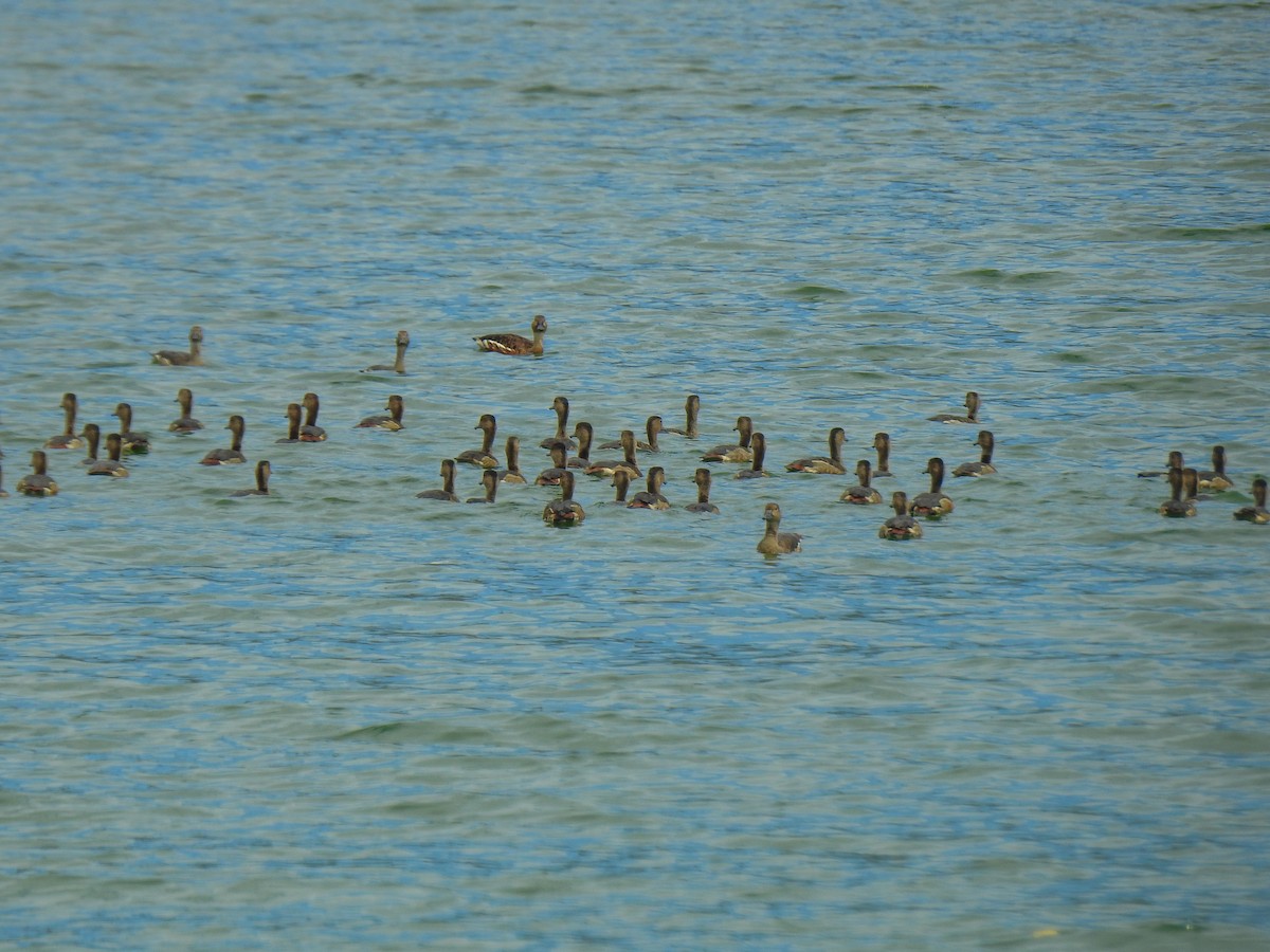 Wandering Whistling-Duck - Pam Rasmussen